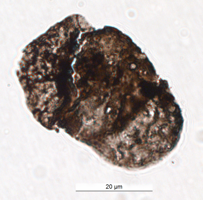New discovery of sunscreen-like chemicals in fossil plants reveals UV radiation played a part in mass extinction events