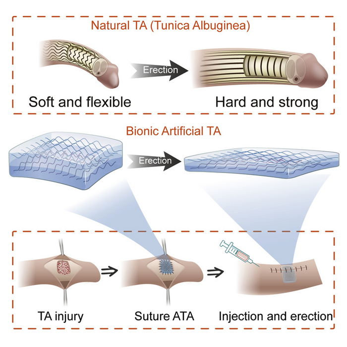 An artificial tissue restores erectile function in pigs