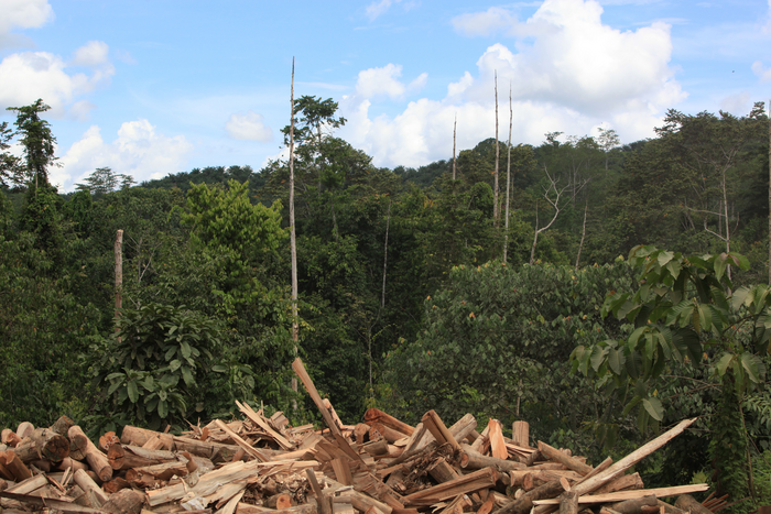 Forests recovering from logging act as a source of carbon