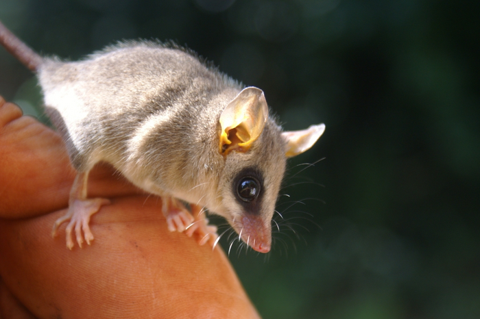Living on the edge: Small mammals in threatened, biodiverse hotspot hold clues for conservation