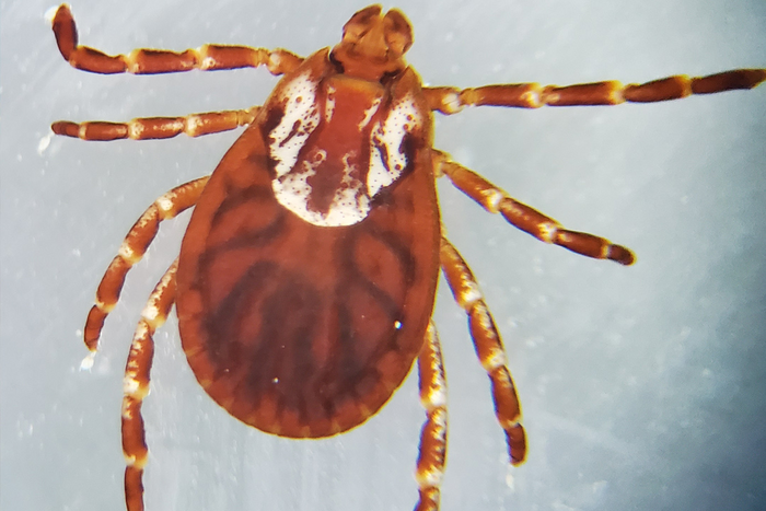 Researchers design educational course for Illinois practitioners to address lack of knowledge on tick-borne diseases
