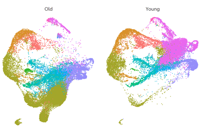 Why older fathers pass on more genetic mutations to their offspring