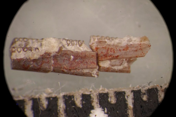 New geosciences study shows Triassic fossils that reveal origins of living amphibians