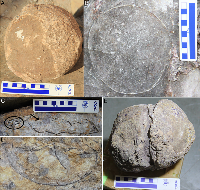 Researchers uncover 92 fossil nests belonging to some of India’s largest dinosaurs