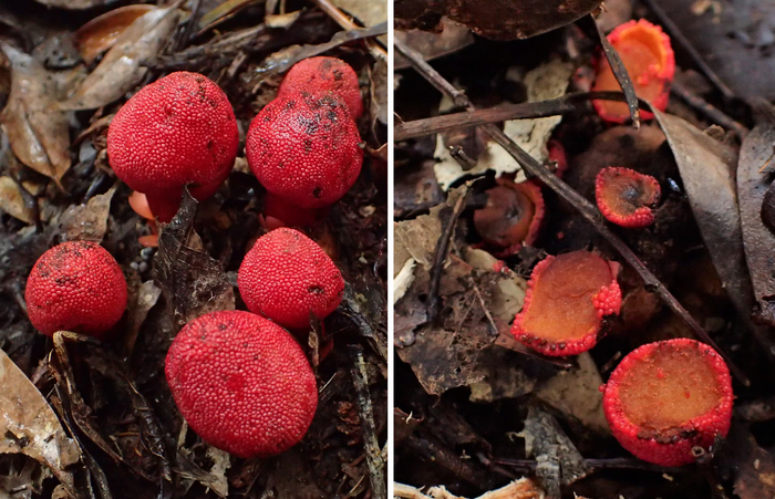 New discovery: Endangered Amami rabbit disperses seeds for non-photosynthetic plant