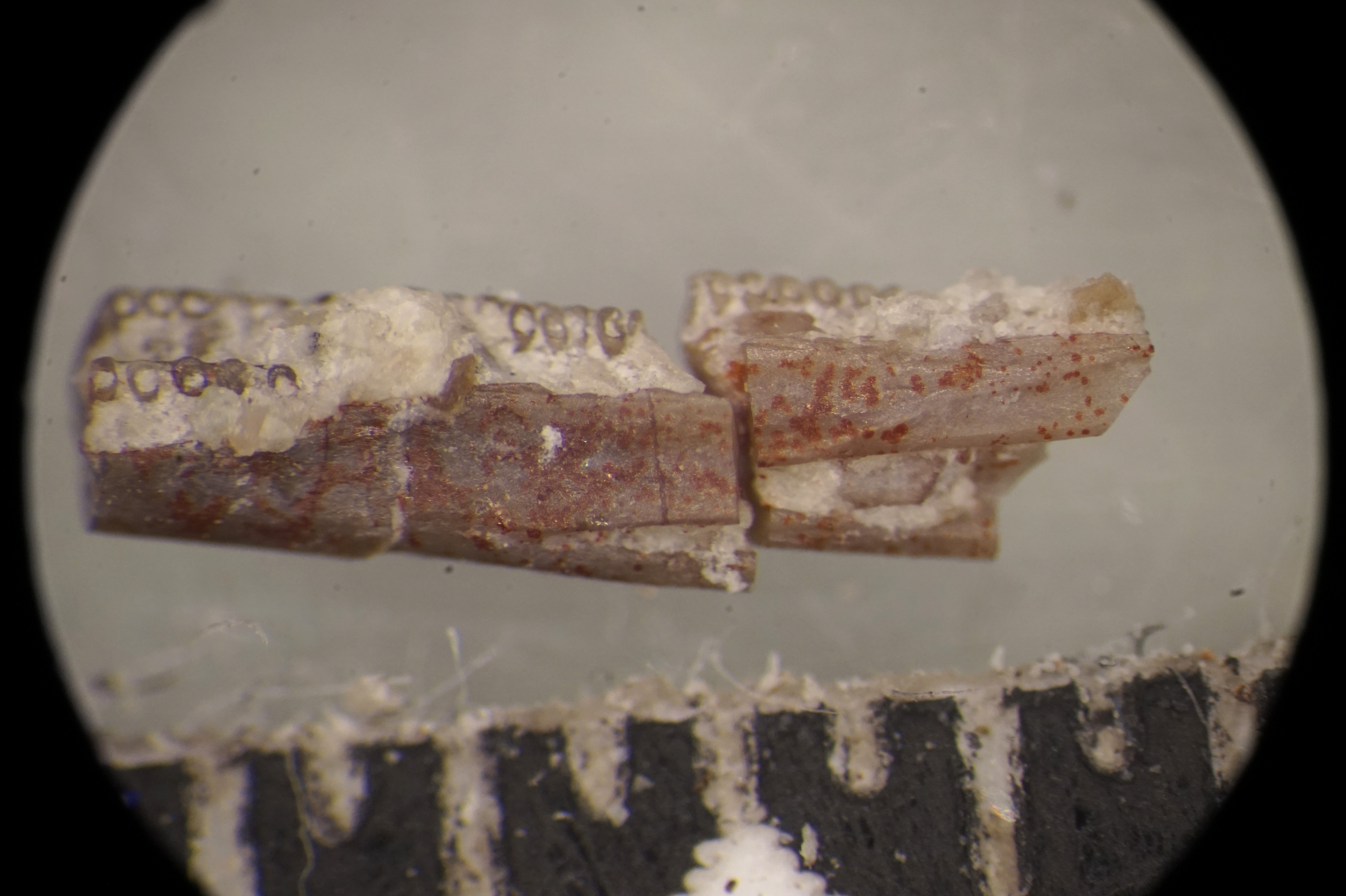 New study shows Triassic fossils reveal origins of living amphibians.