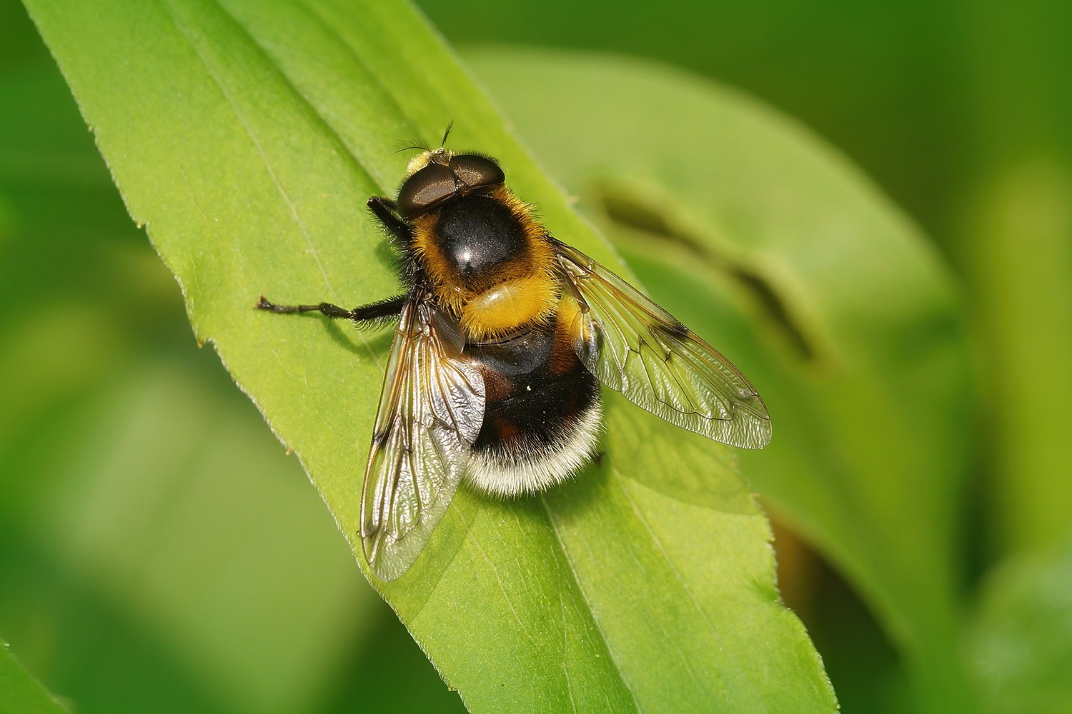 Fewer moths, more flies