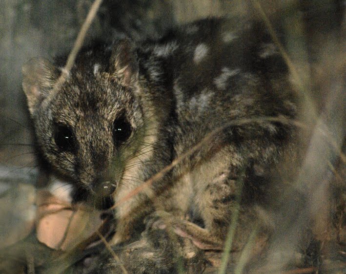 DAILY DOSE: The Covid-19 immunity mystery;  This animal’s sex drive ends up killing it.