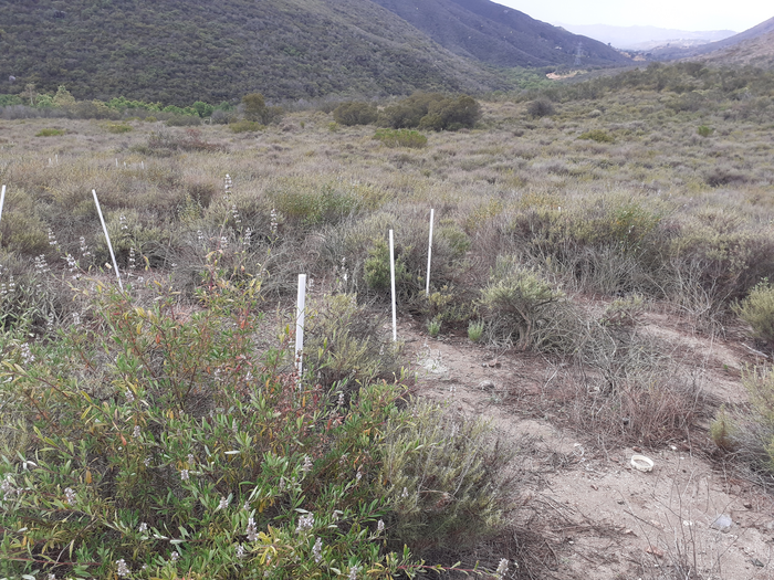 Soil tainted by air pollution expels carbon