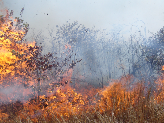 High intensity fires do not reverse bush encroachment in an African savanna