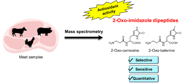 New antioxidants found in beef, chicken, and pork!