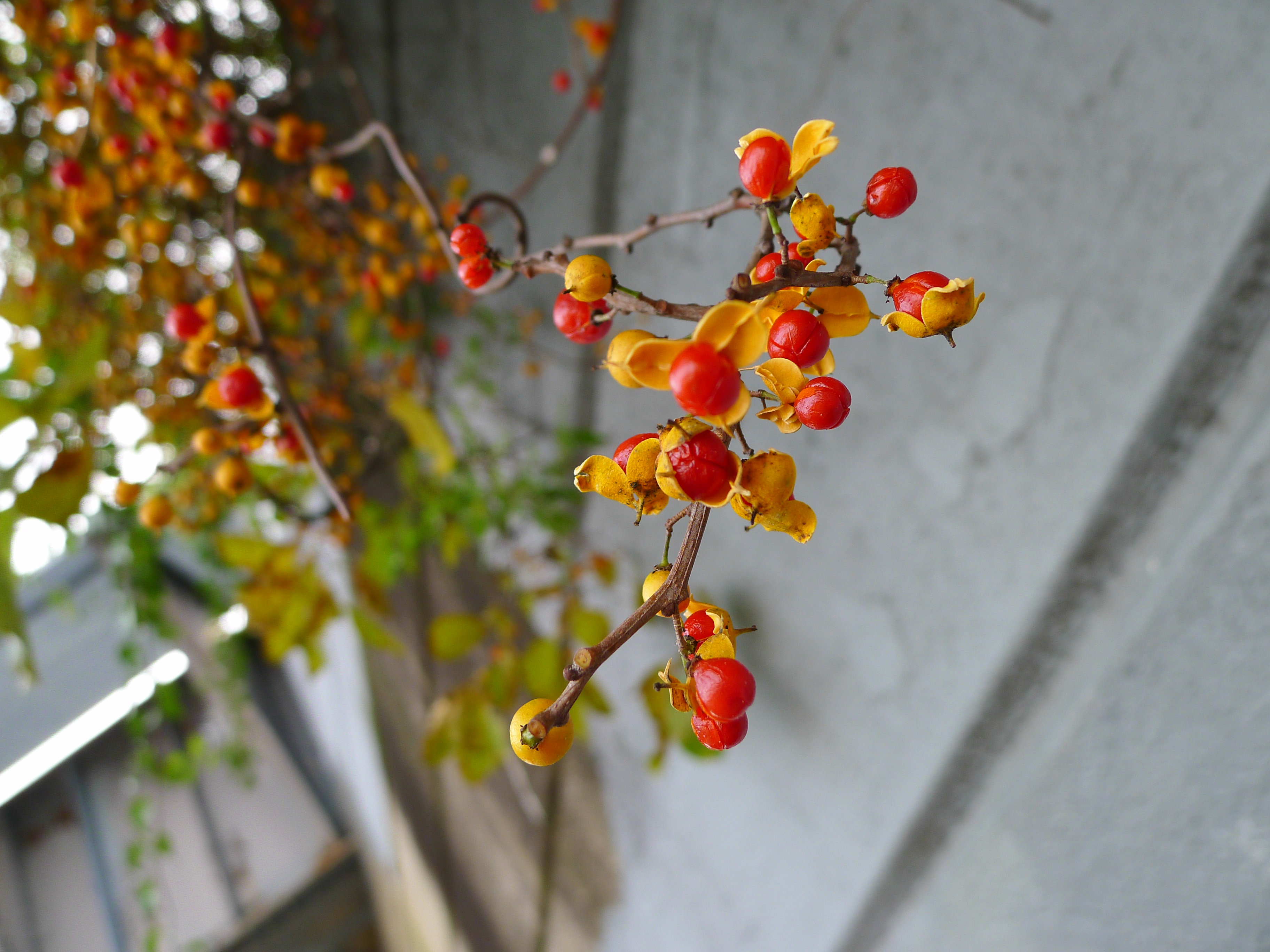 SCI-NY: The pretty poisonous plant on the walk home.