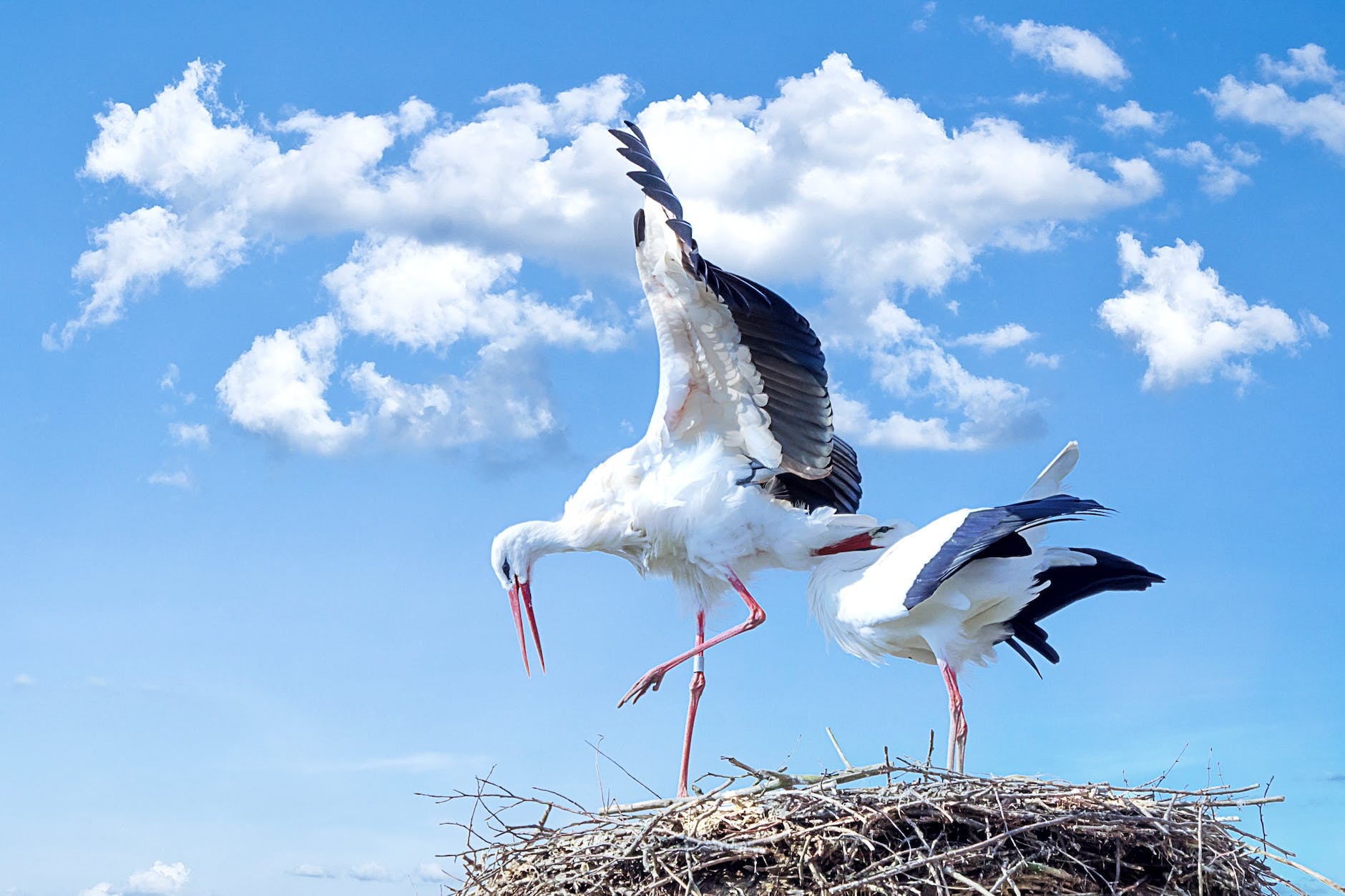 DAILY DOSE: Latin American scientists speak out about marginalization; Storks driven to eat trash due to climate change.