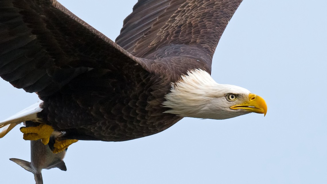 Climate change creates ‘win-win’ for bald eagles and farmers