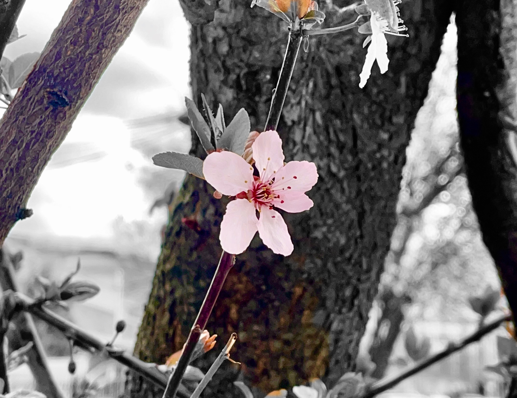 SCI-NY: An Unexpected Encounter with a Cherry Plumb Tree During First Bloom.