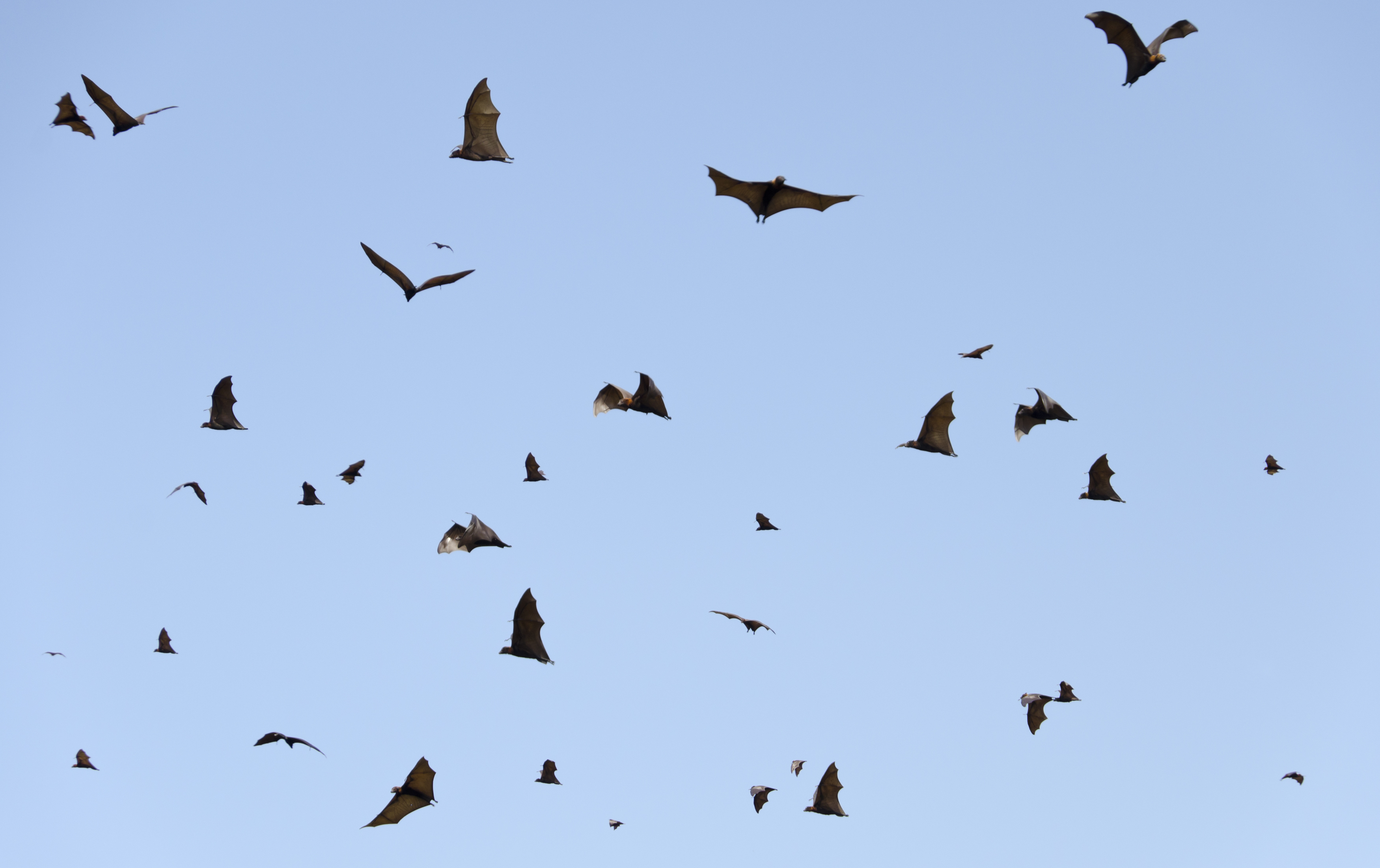 Test developed for bat-borne virus in Asia