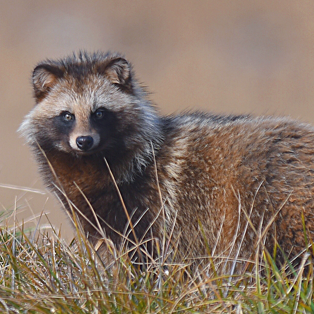 DAILY DOSE: The first unofficial official (aka pre-print) paper to incorporate the new Covid-origin data has dropped; Another scientist being shady is called out.