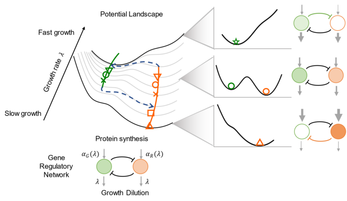 Cellular growth rate reshapes cell-fate-decision landscape