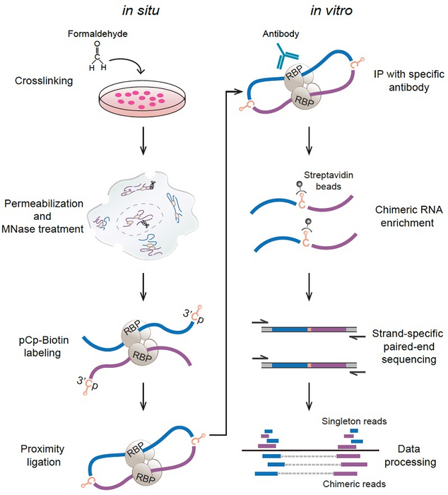 Researchers develop method for deciphering positional rules in splicing