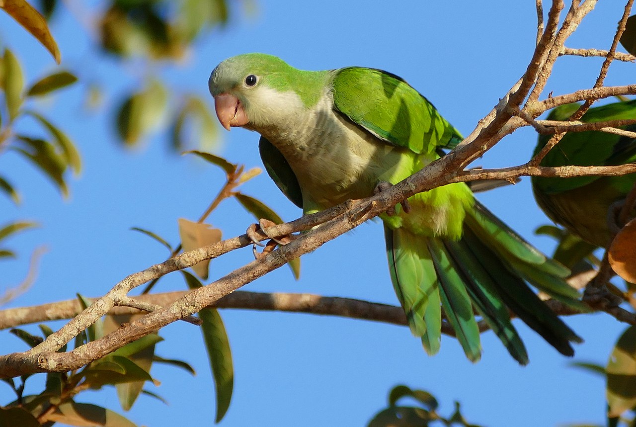 The Big Picture: Feral monk parakeets are taking over.