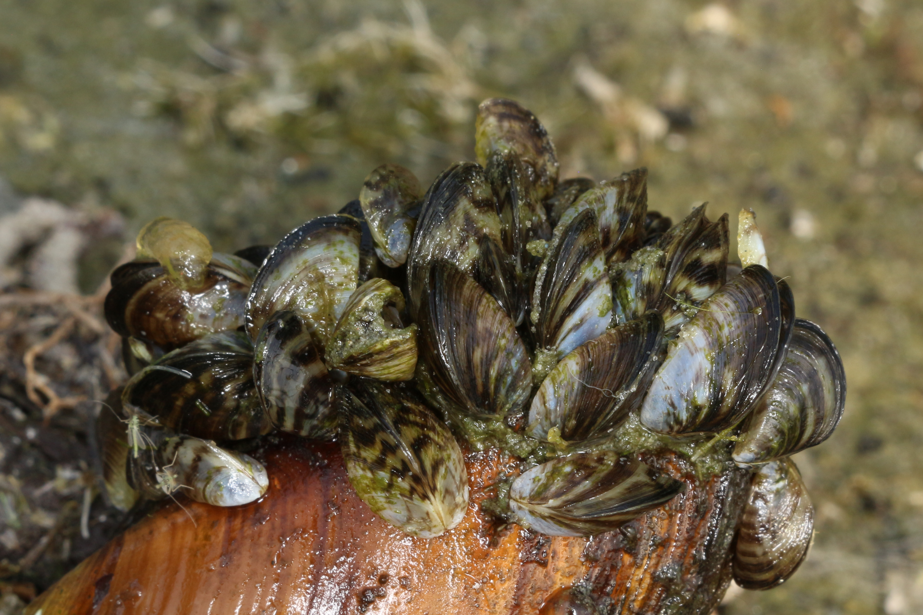 The Big Picture: Zebra mussels are invading coastlines everywhere.