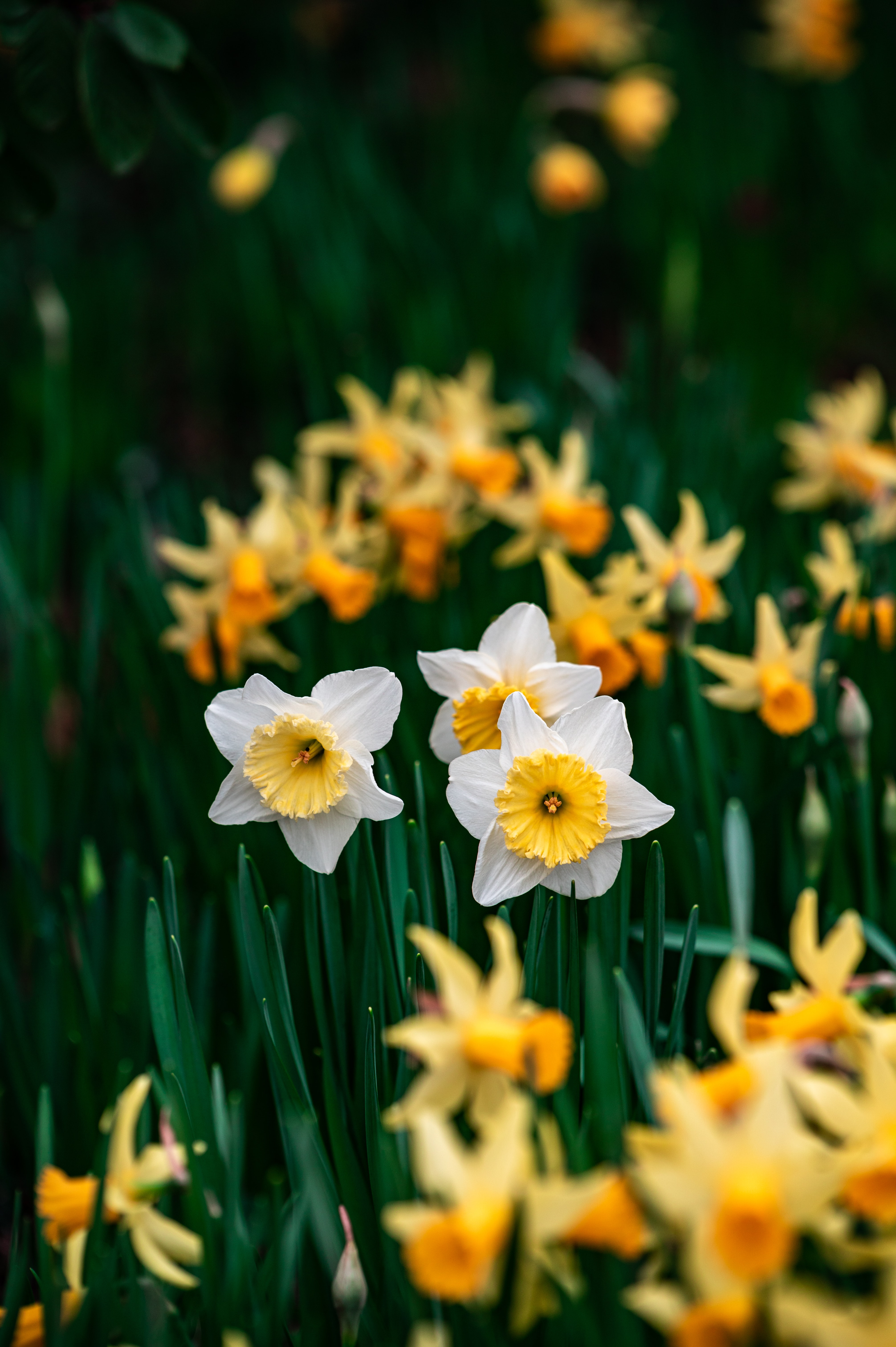 The Big Picture: The Killer Daffodils.