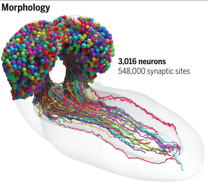 DAILY DOSE: UK denies entry to thousands of scientists and students; An entire insect brain has been mapped in detail.