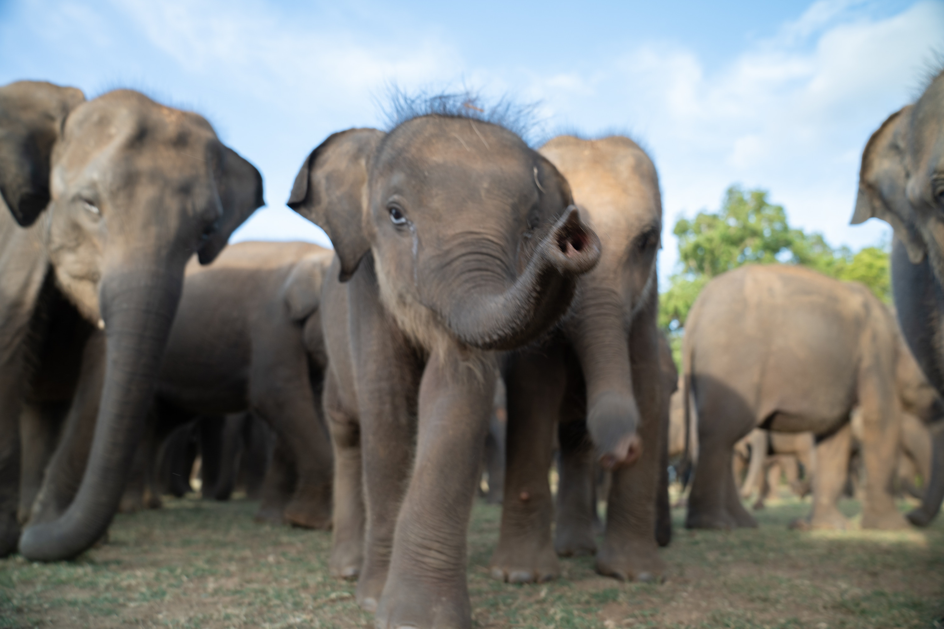 “Secrets of the Elephants” reveals the intricate social relations between different elephants.