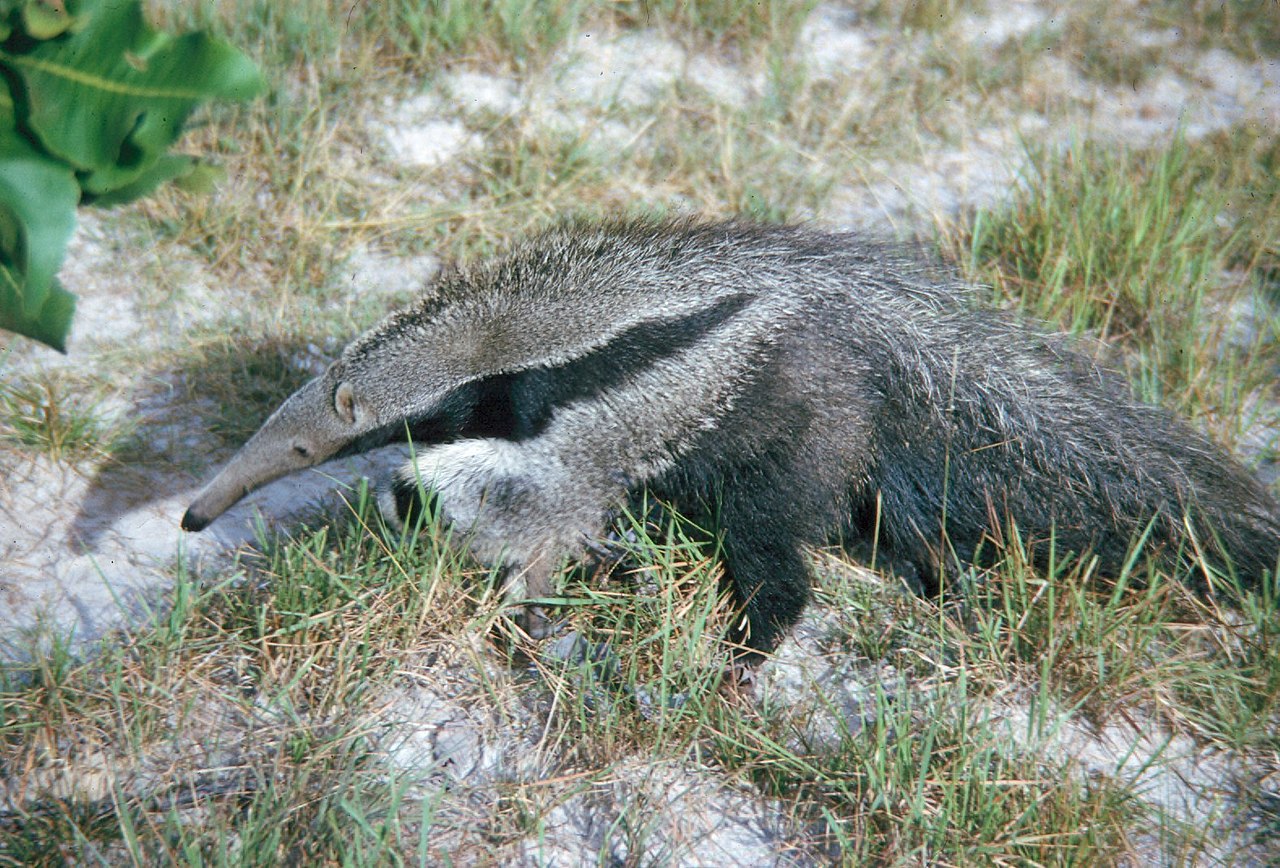 The Big Picture: The amazing anteater.