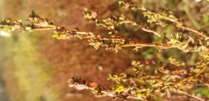 Early crop plants were more easily ‘tamed’