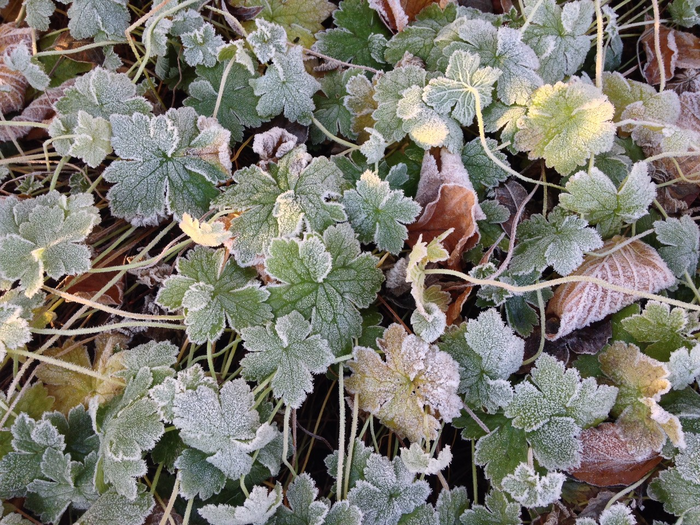 How plants cope with the cold light of day – and why it matters for future crops