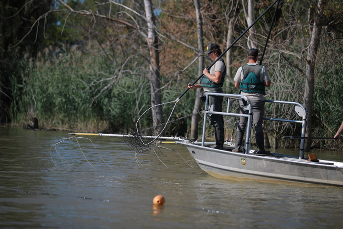New tool shows progress in fighting spread of invasive grass carp in Great Lakes