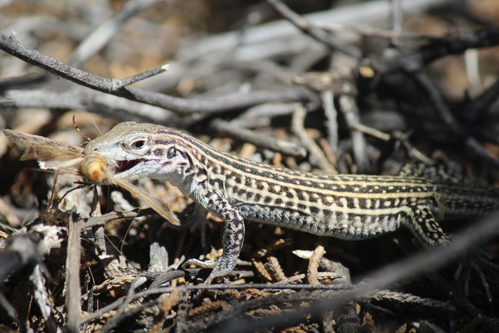 Lizards at US Army installation are stress eating during flyovers