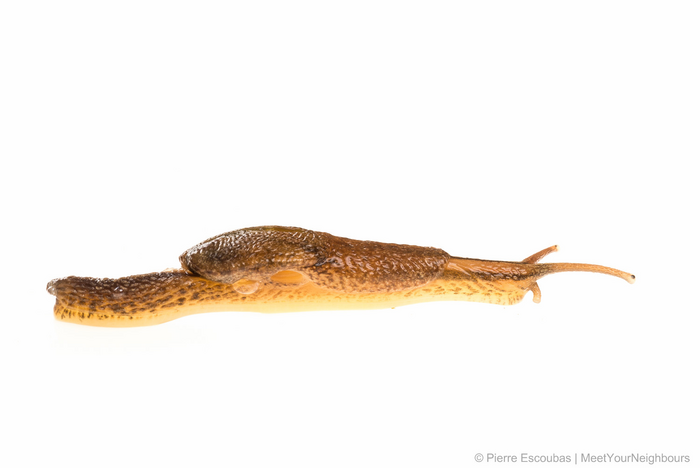 Citizen scientists discover new ‘snug’ in Brunei forest, name it after retiring field centre manager