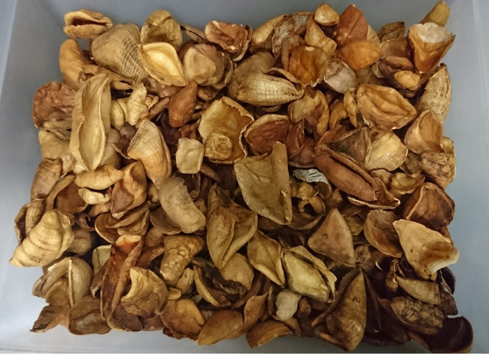 Illegal trade and poor regulation threaten pangolins in China