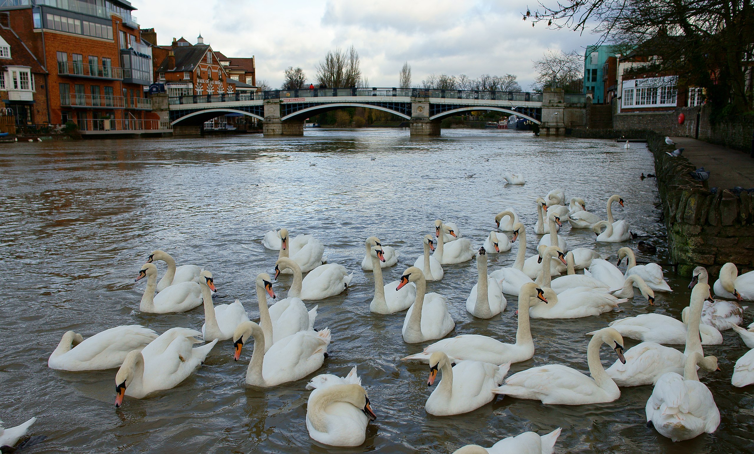 The Big Picture: Swans on the River Thames.