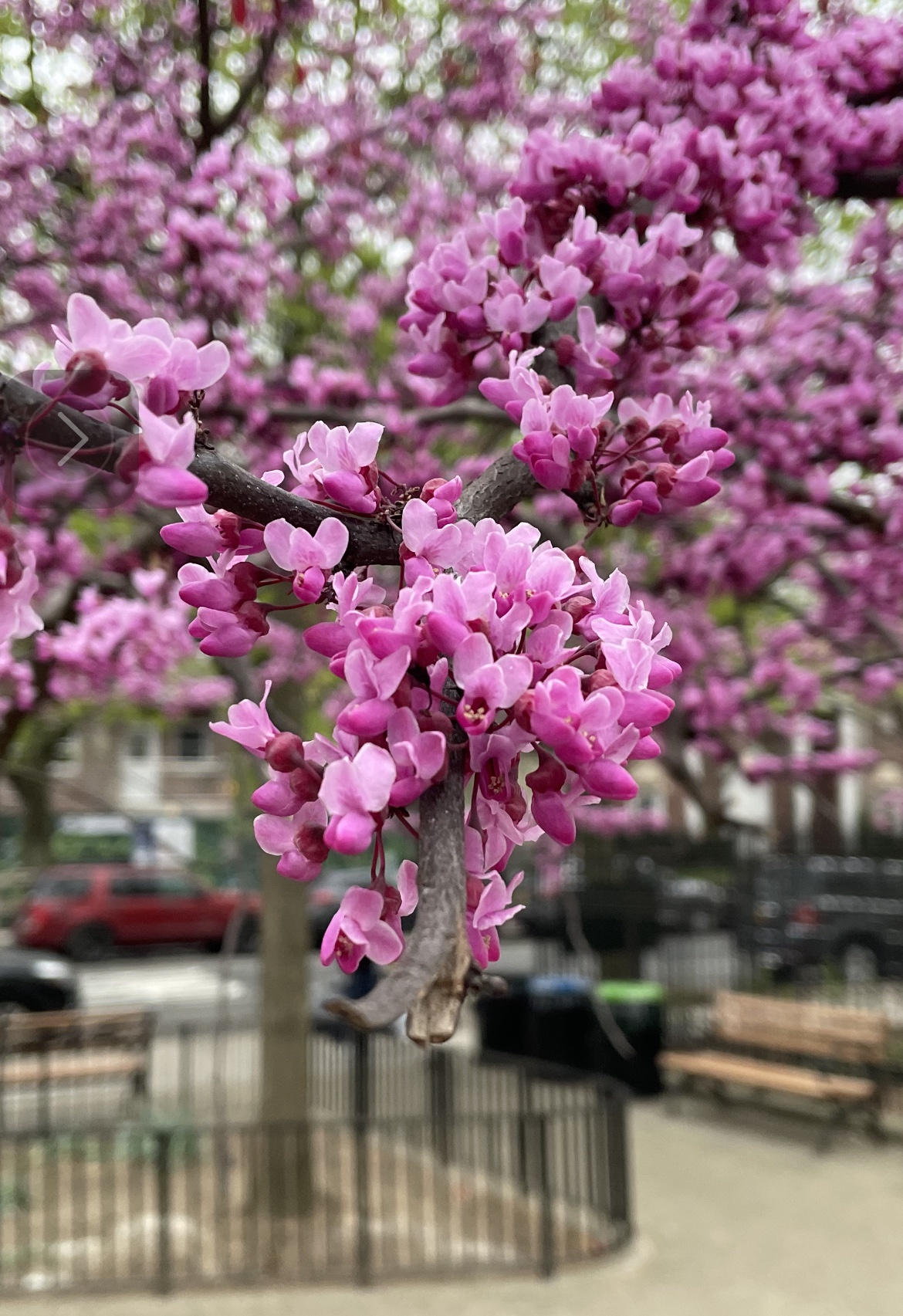 The Urban Forest: A Family Moment with the Eastern Redbud in Bloom.