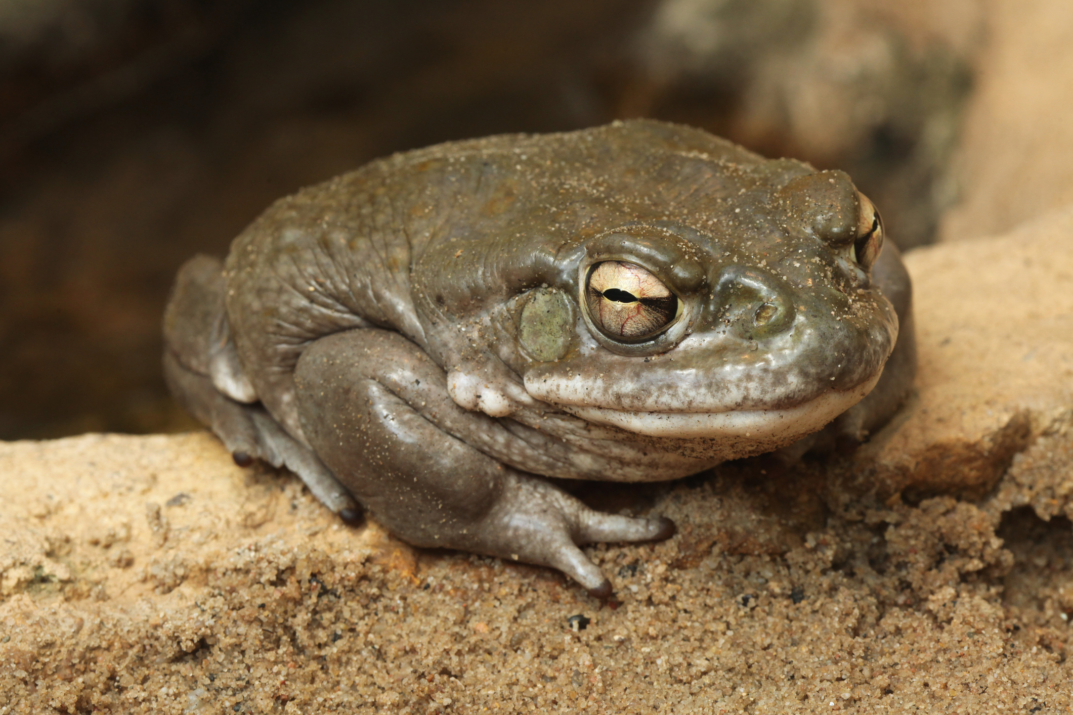 Shining a light on dark web wildlife trade