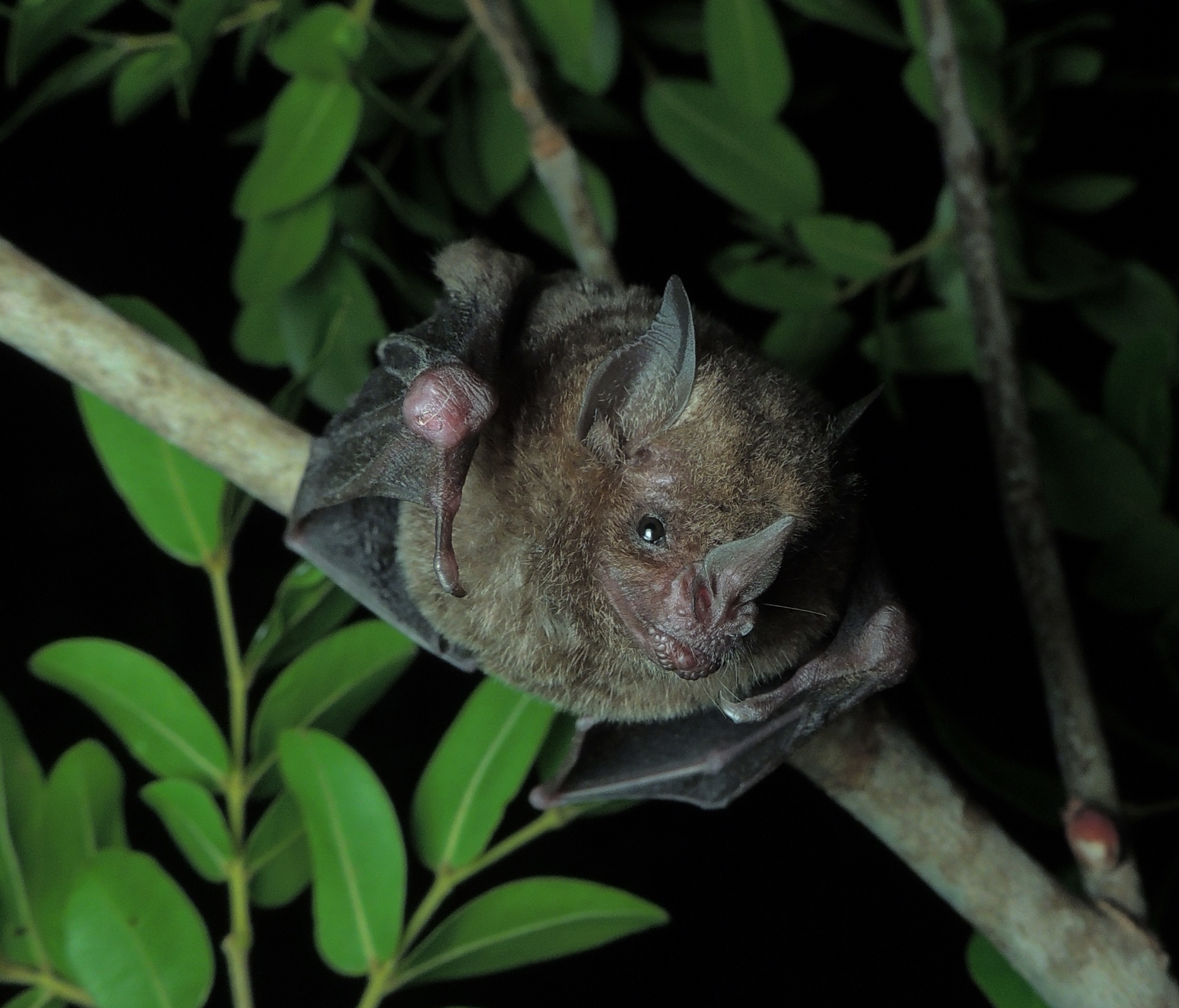 Genomes from 240 mammalian species reveal what makes the human genome unique