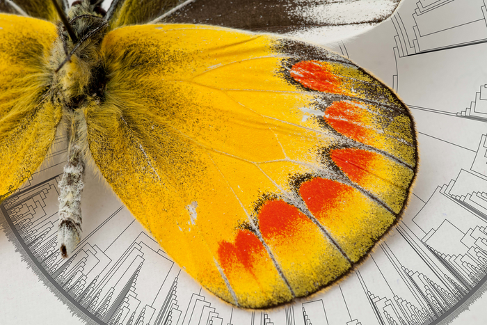 Butterfly tree of life reveals an origin in North America.
