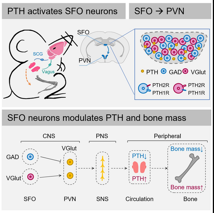 Does hormone mediate talk between brain and bones?
