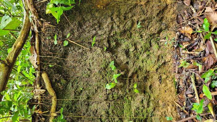 Secret behind Amazonian ‘dark earth’ could help speed up forest restoration across the globe