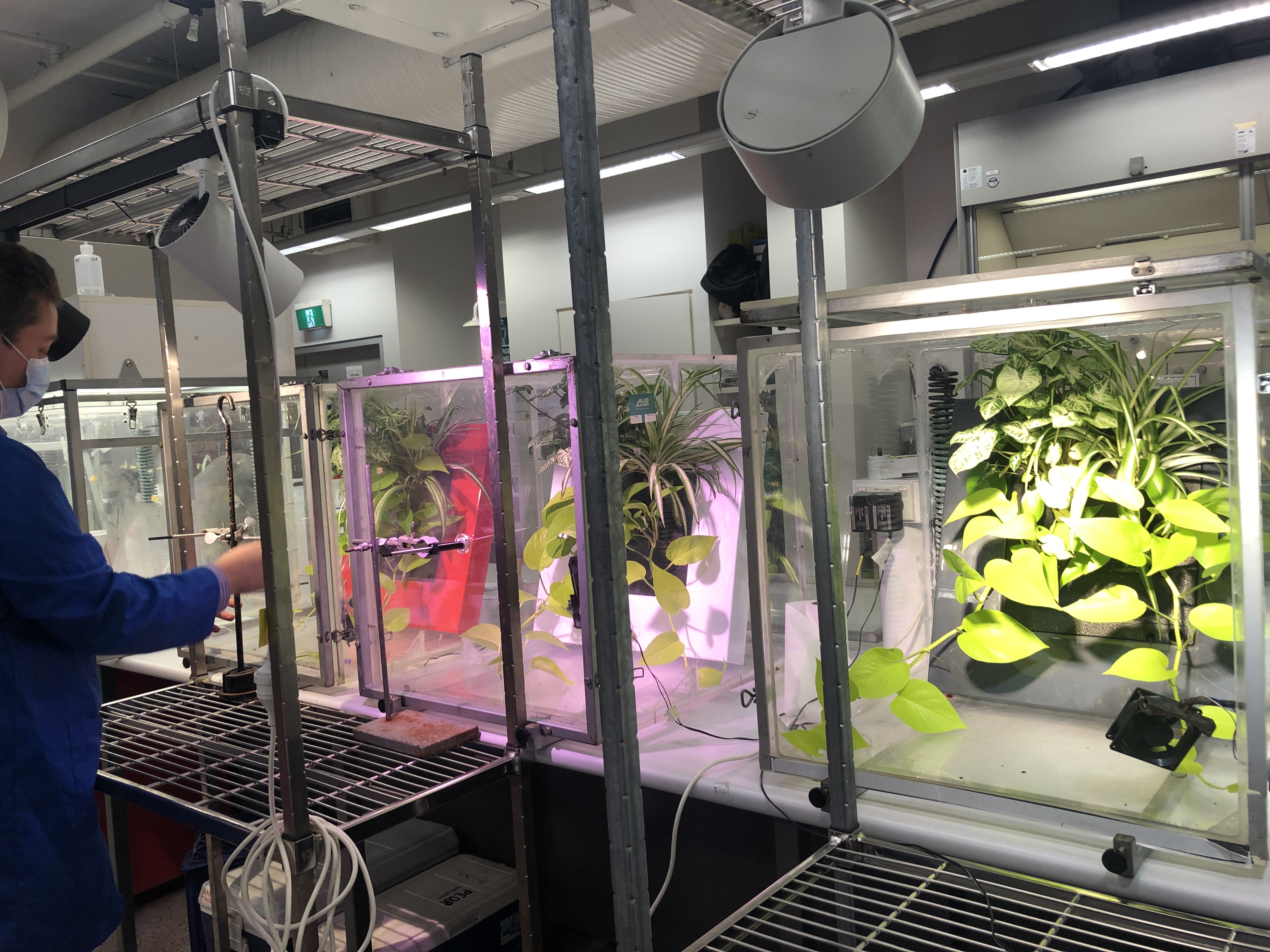 Plants remove cancer causing toxins from air