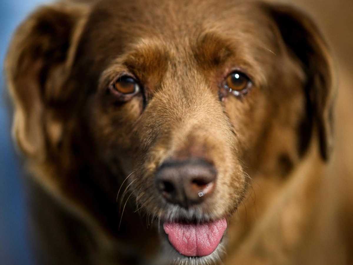 DAILY DOSE: Brazil get an important dinosaur fossil back from Germany; The world’s oldest dog is not 31 years young.