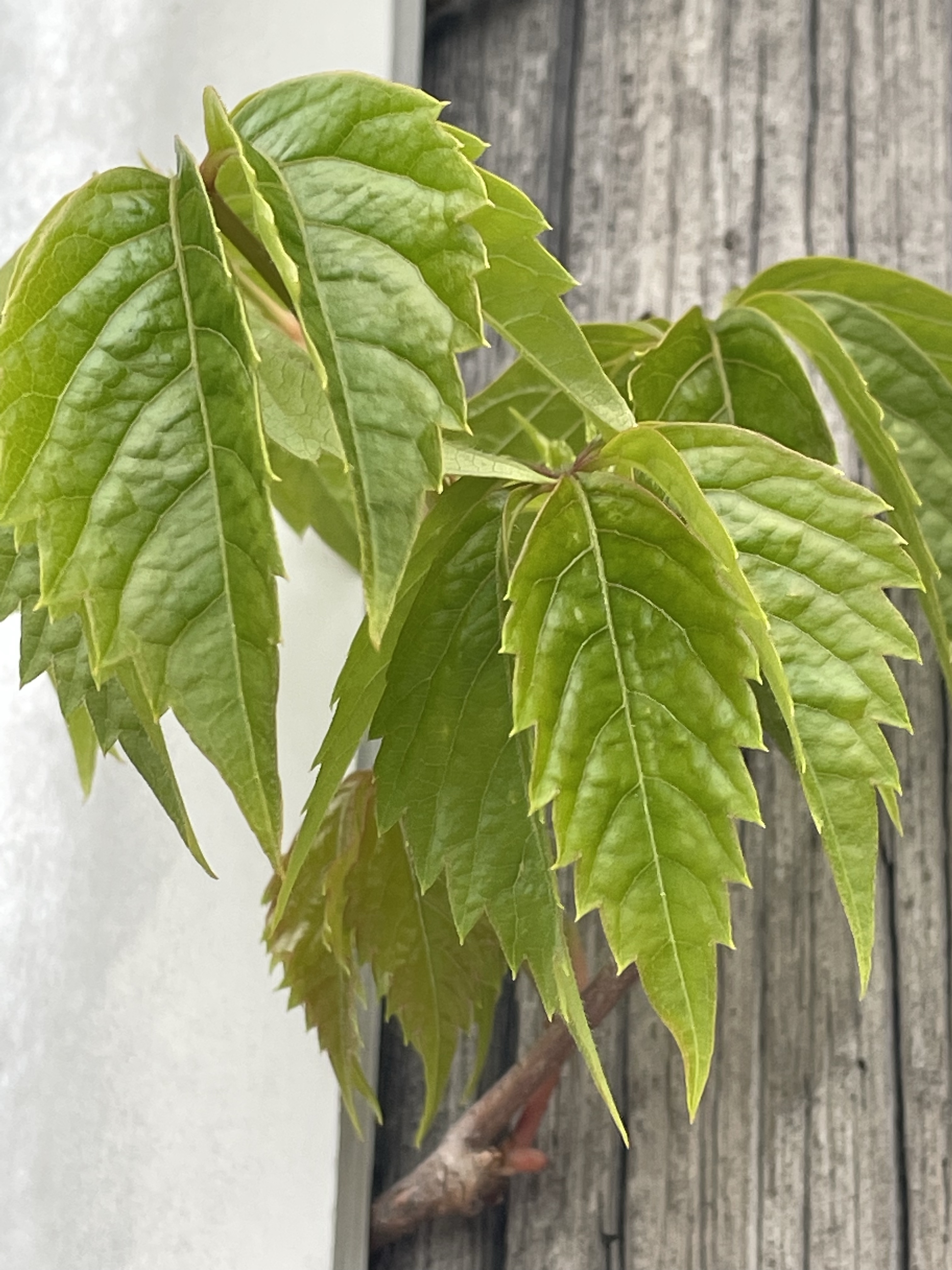 THE URBAN FOREST: Nature’s Comeback – The Virgin Creeper and the Urban Telephone Pole.