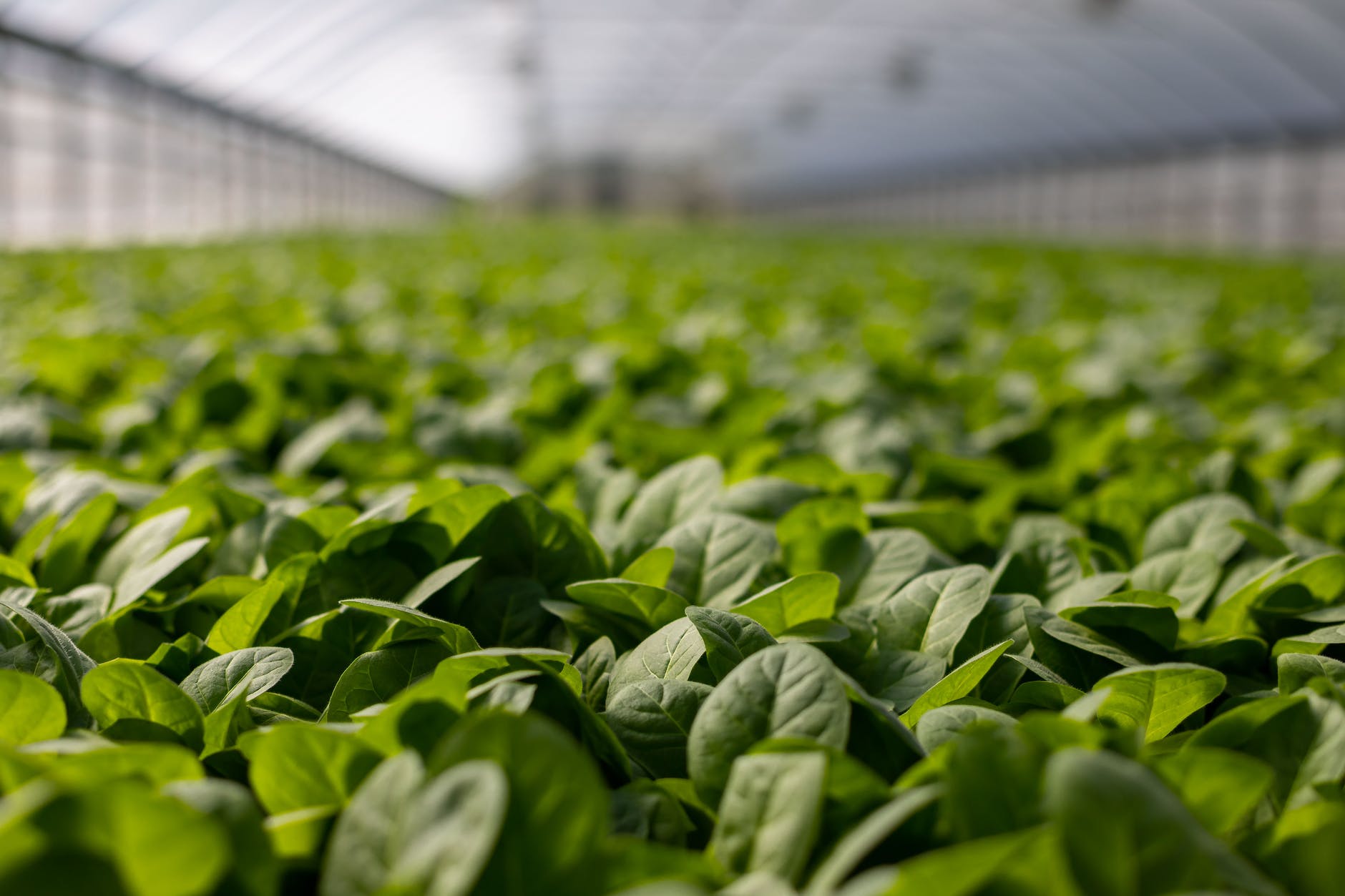 DAILY DOSE: Scientists in Mexico take to the streets to protest new law; New GMO plant has the ability to replicate asexually.