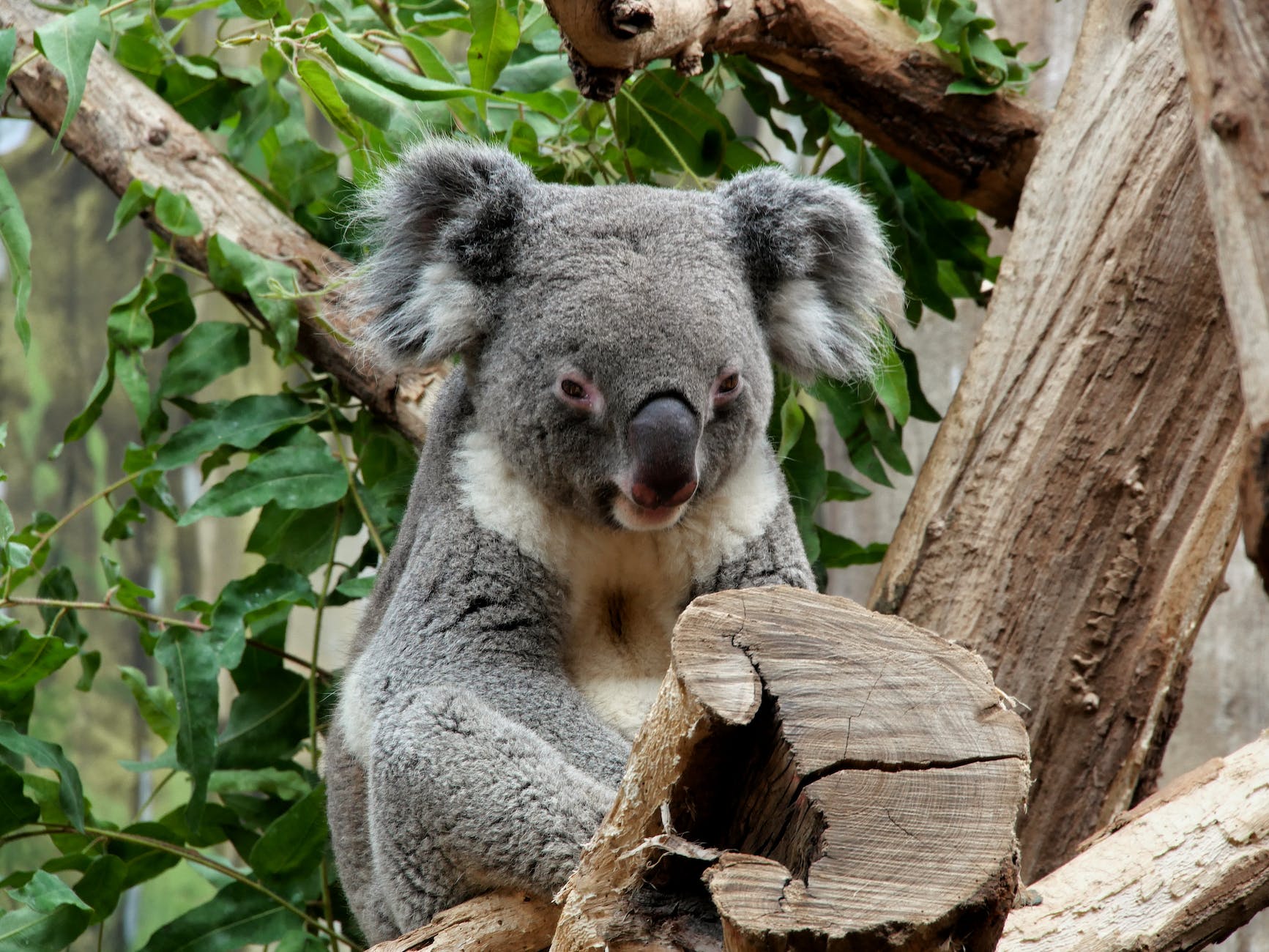 DAILY DOSE: EcoHealth Alliance and NIH back together again; Koalas are being vaccinated against the Clap.