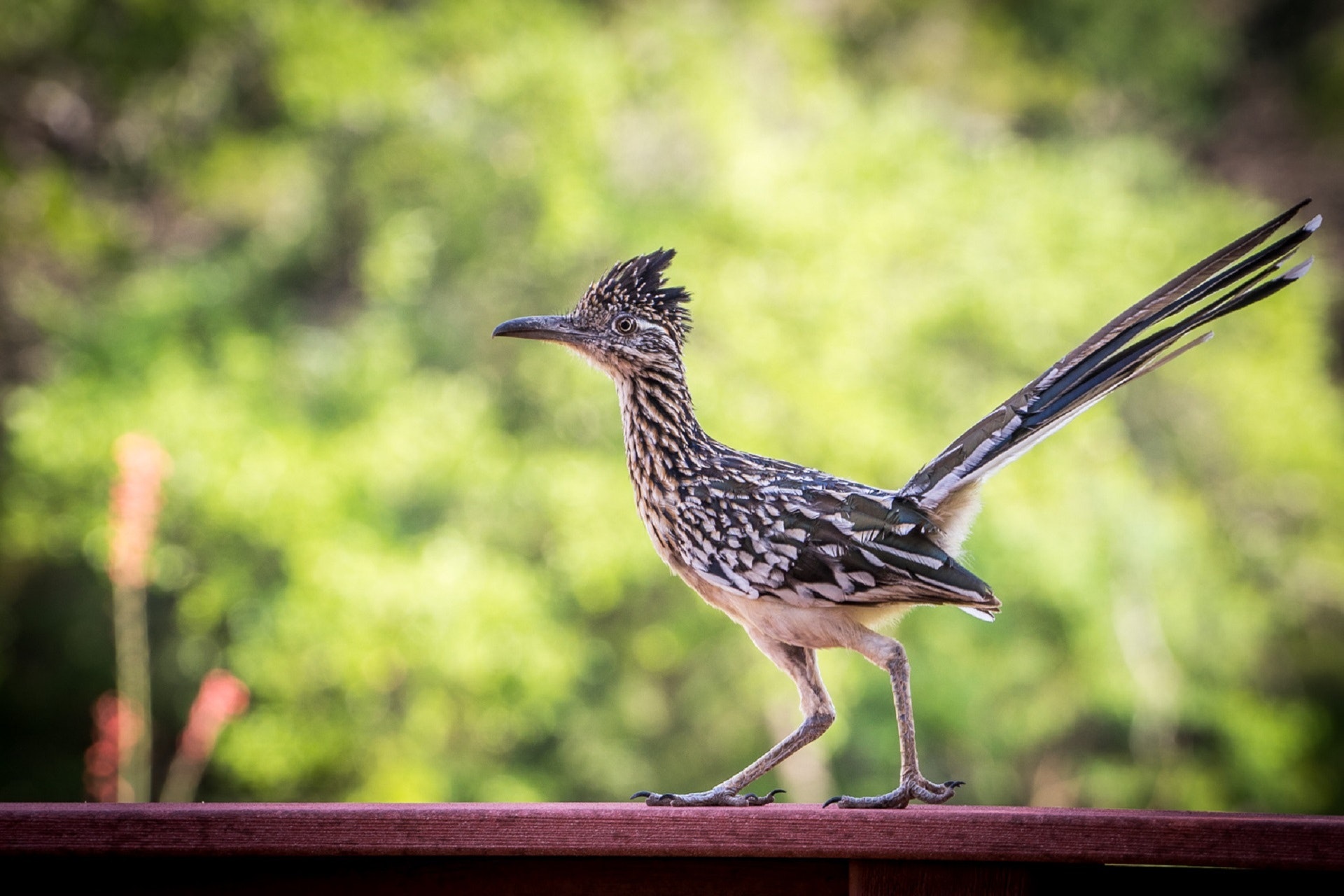 The Big Picture: The roadrunner running things.