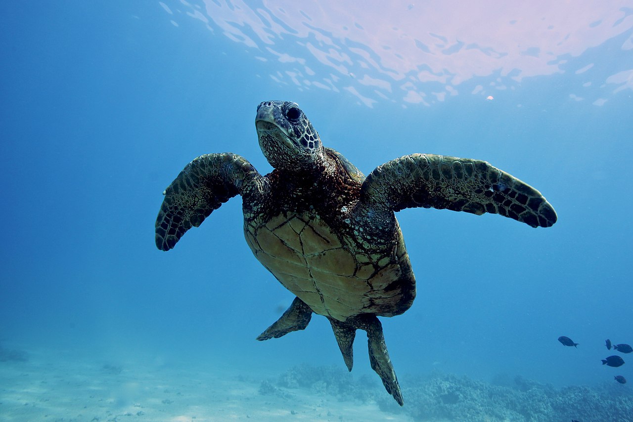 EXPEDITIONS: Green sea turtles around the Scarborough Shoal are gentle, majestic, and endangered. But there’s hope…