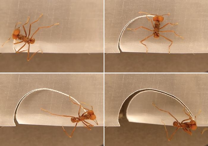 Mystery of how leaf-cutting ants gauge leaf portion size revealed.